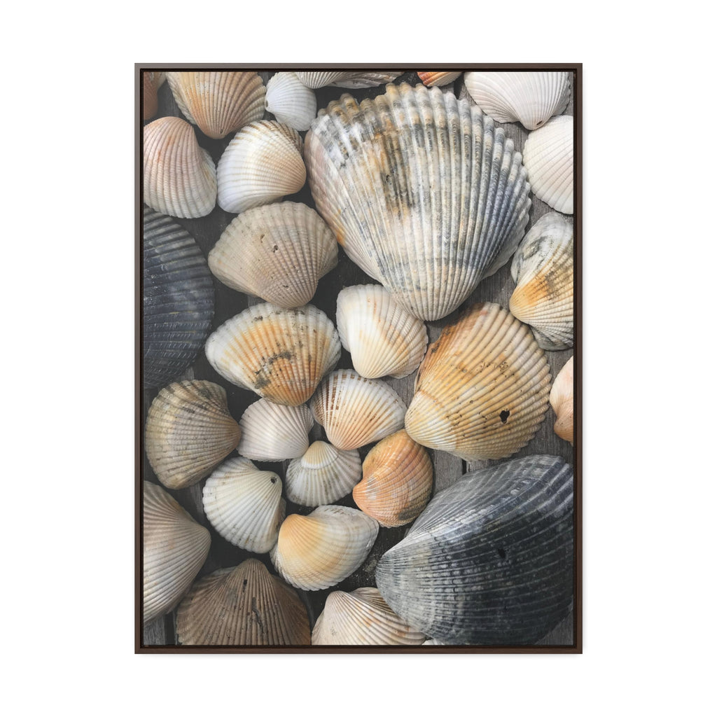 Atlantic Shells