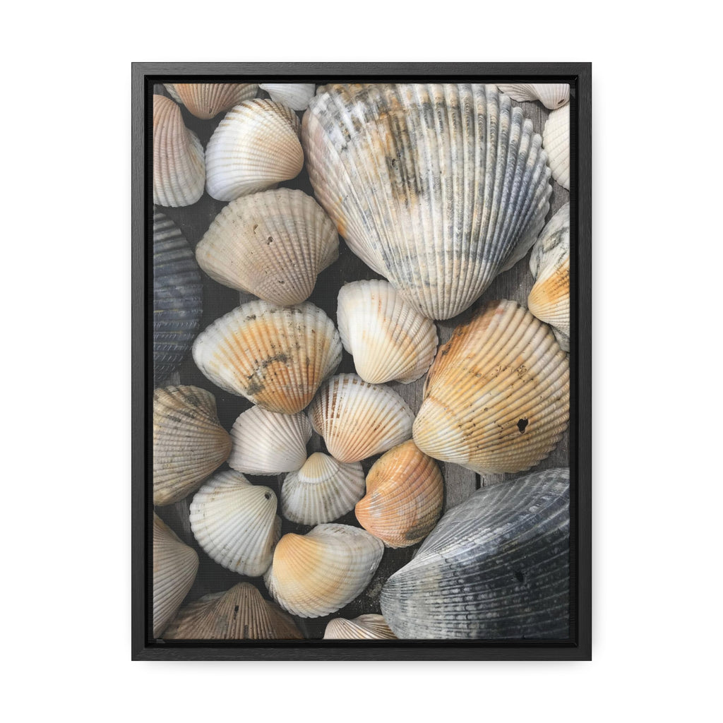 Atlantic Shells