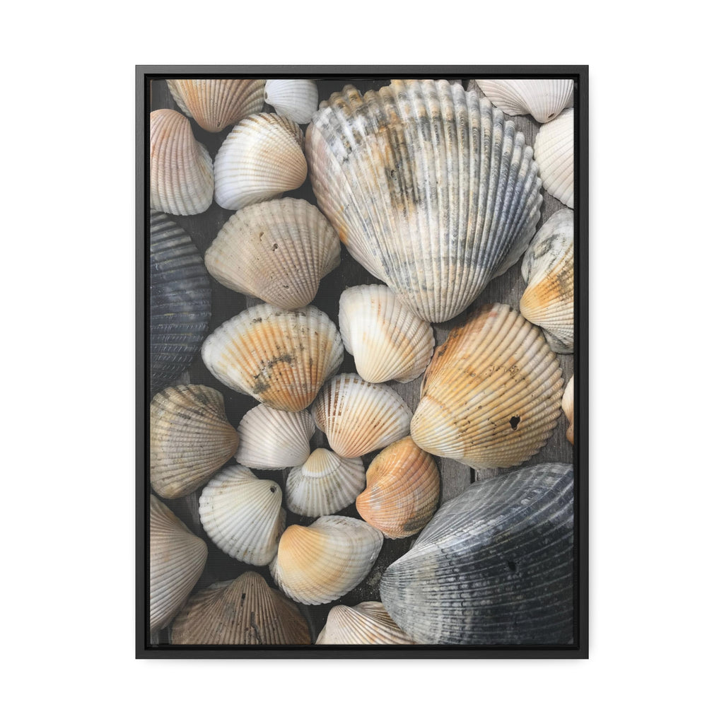 Atlantic Shells