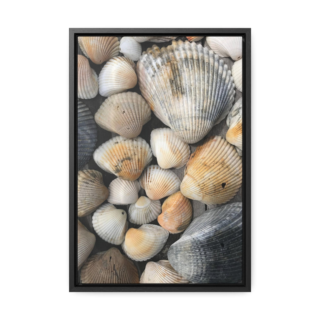 Atlantic Shells