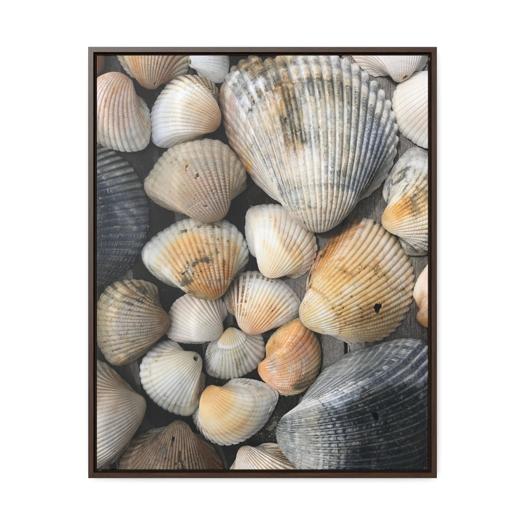 Atlantic Shells