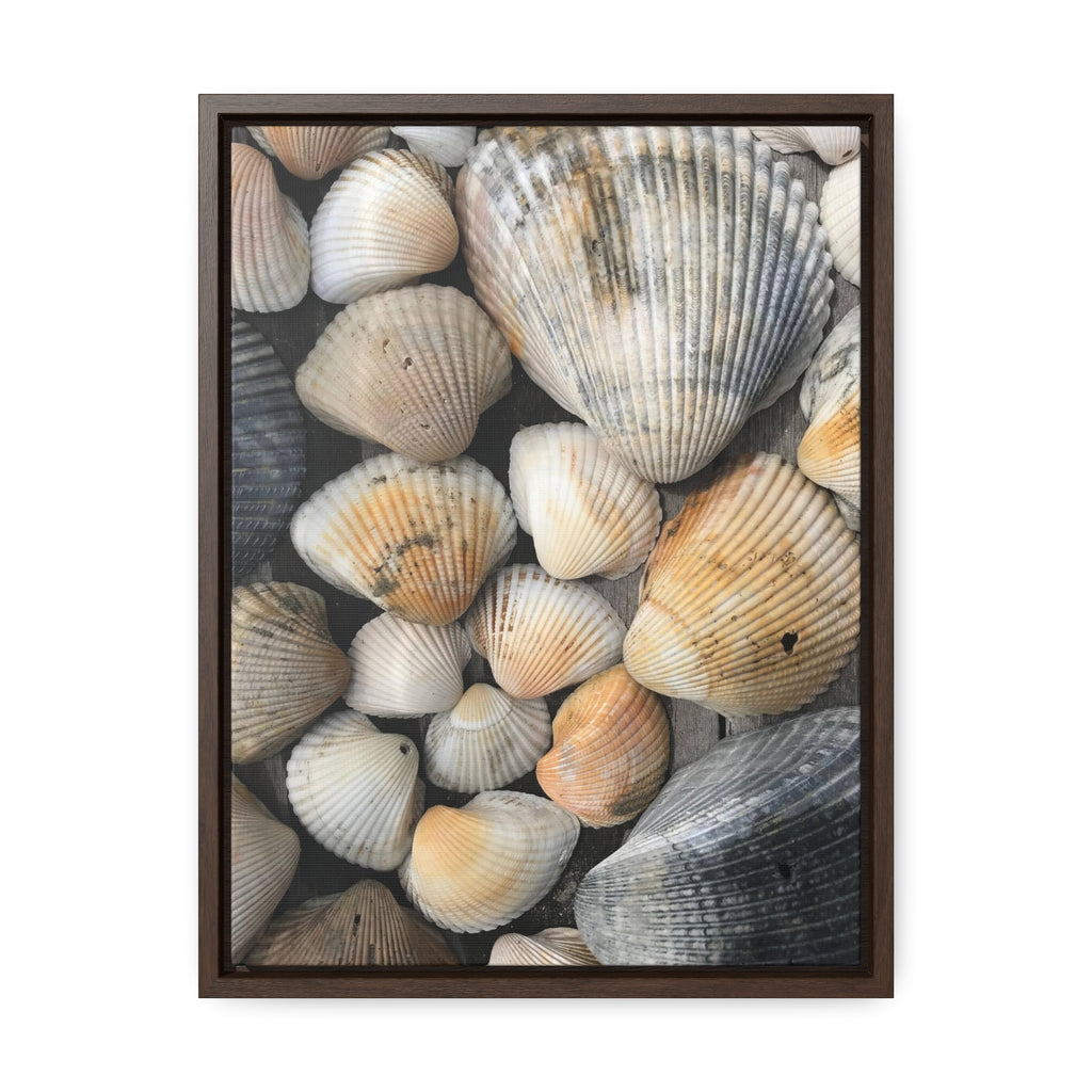 Atlantic Shells