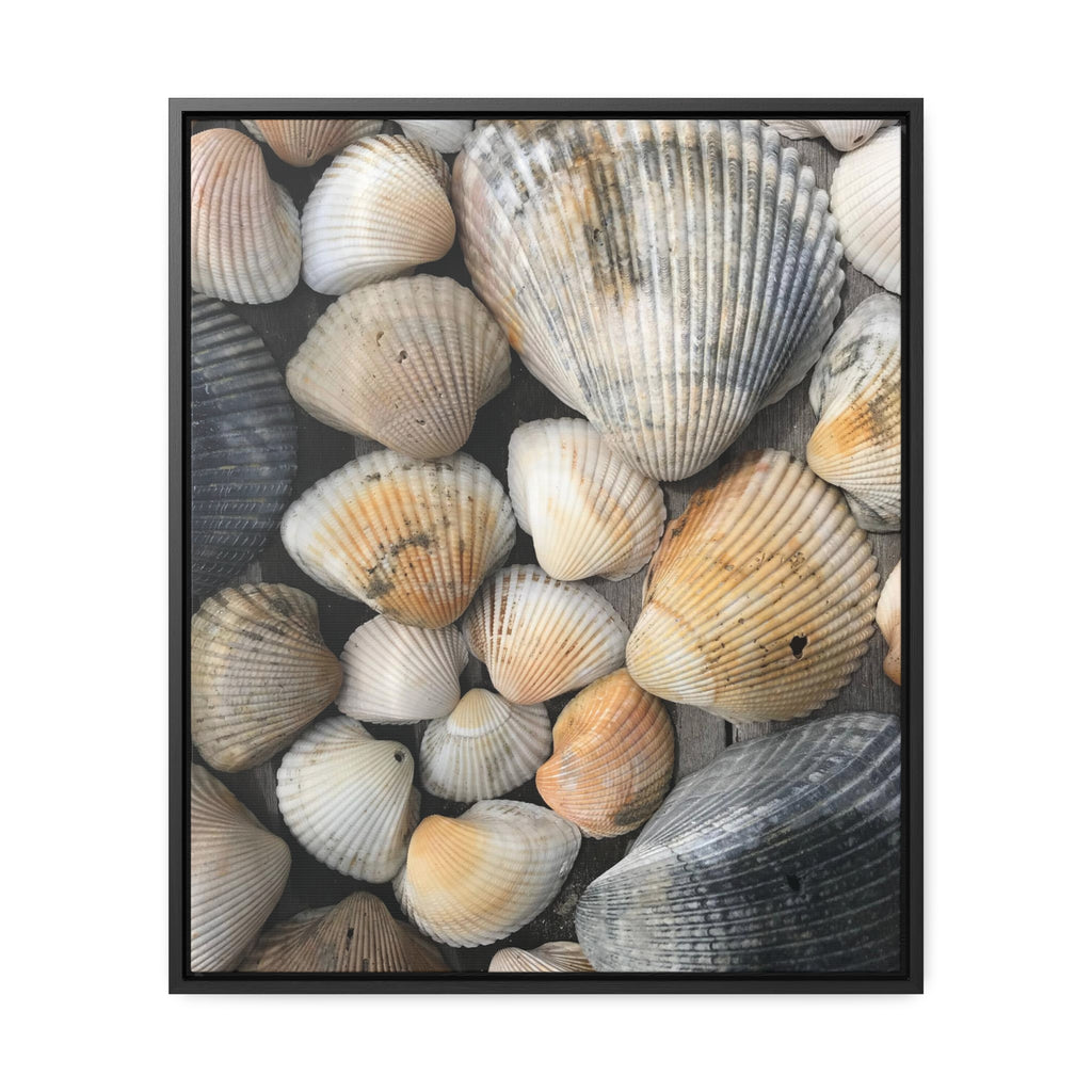 Atlantic Shells