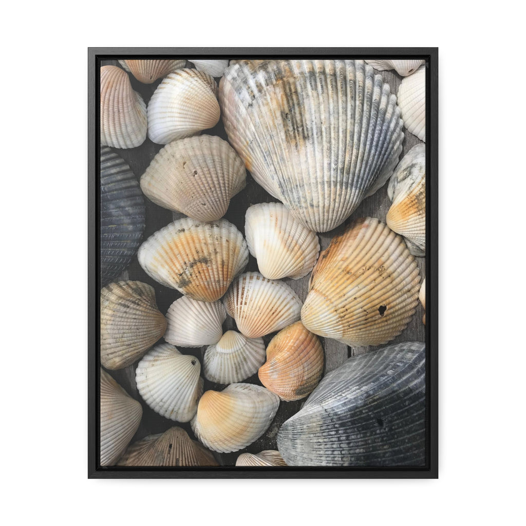 Atlantic Shells