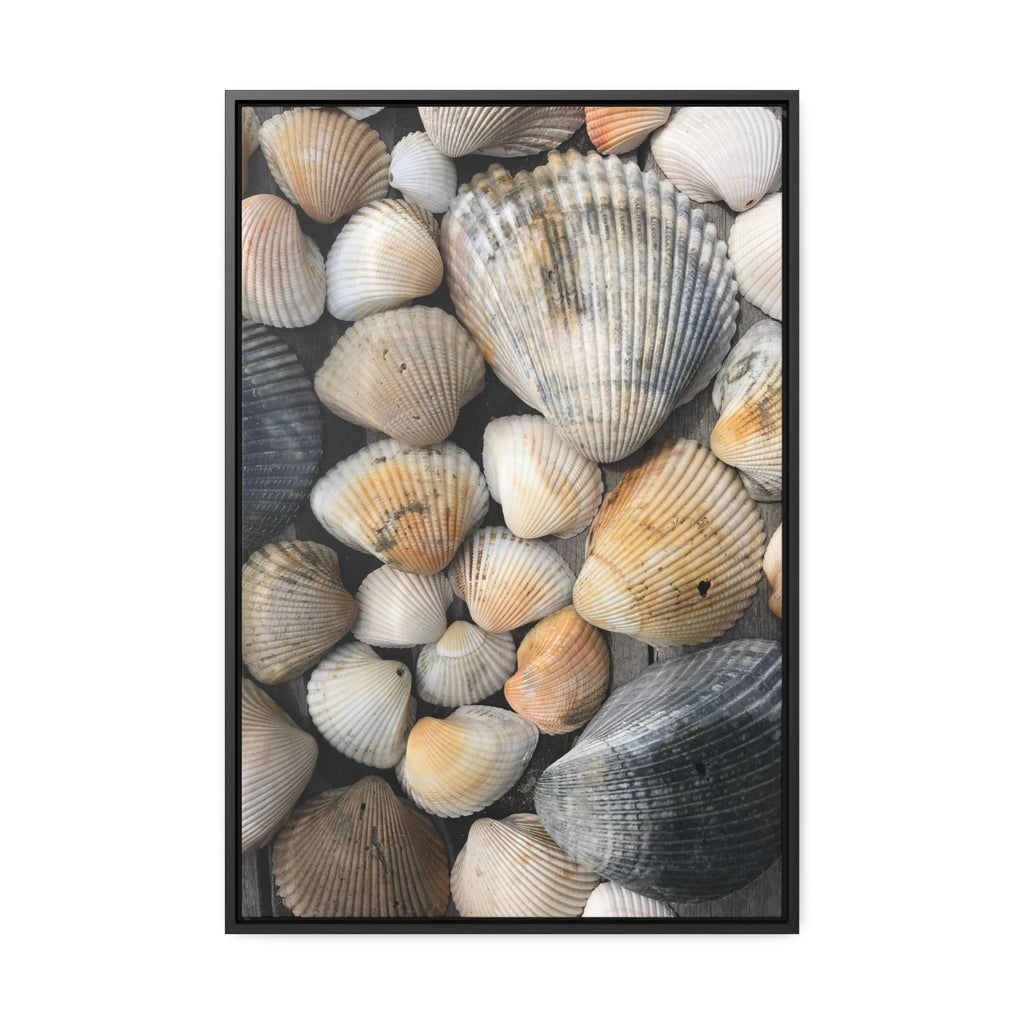 Atlantic Shells