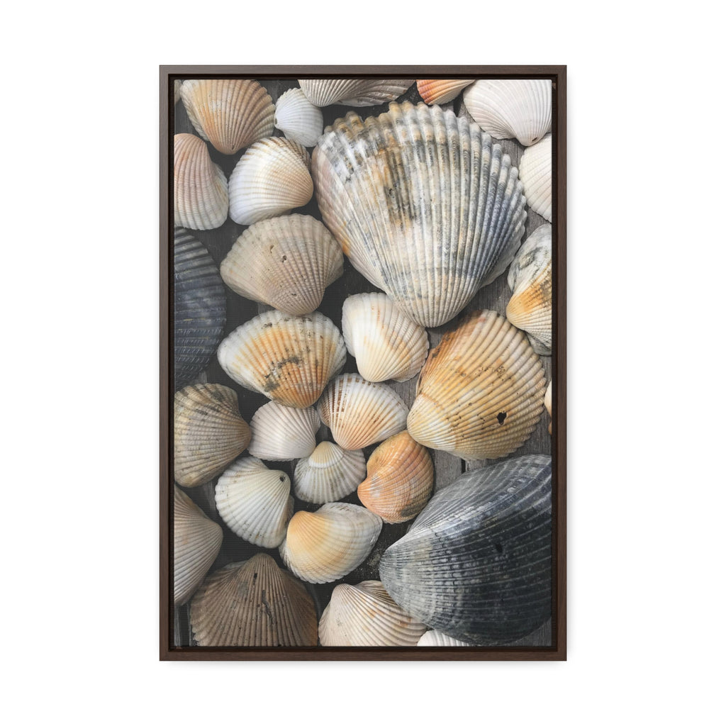 Atlantic Shells