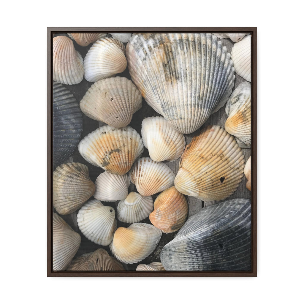 Atlantic Shells